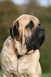 MASTIFF 337